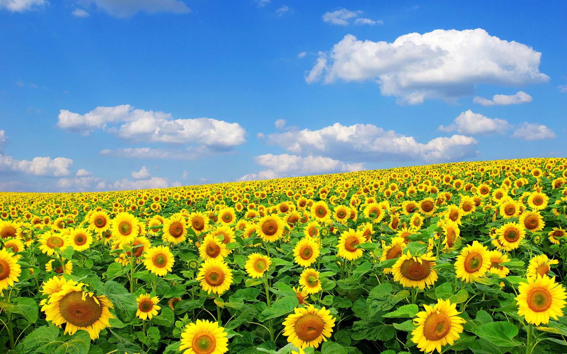 sunrise sunflower wallpapers hd pictures free download