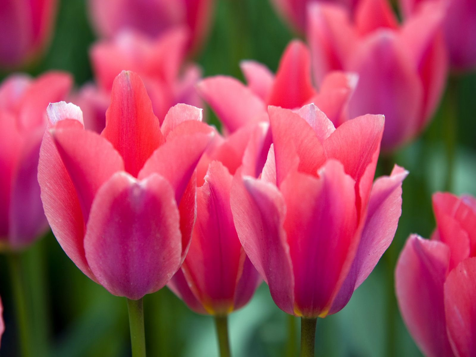 tulip pink tulip flower full hd desktop background image free image