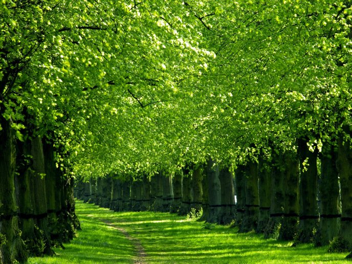 Green Nature Trees Lining The Trail Greeninsh Picture Images Download Mobile Views