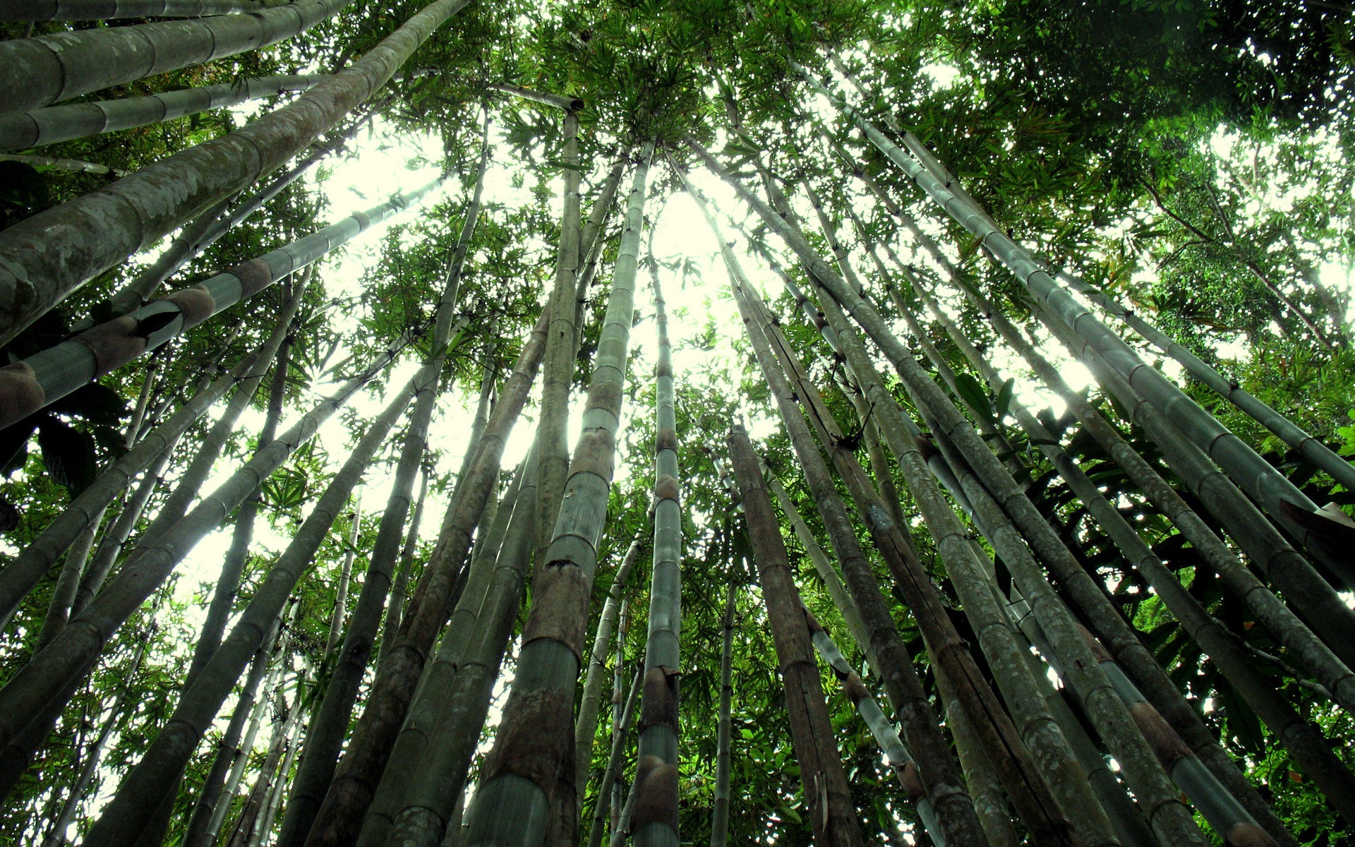 bamboo on forest images free wallpapers download