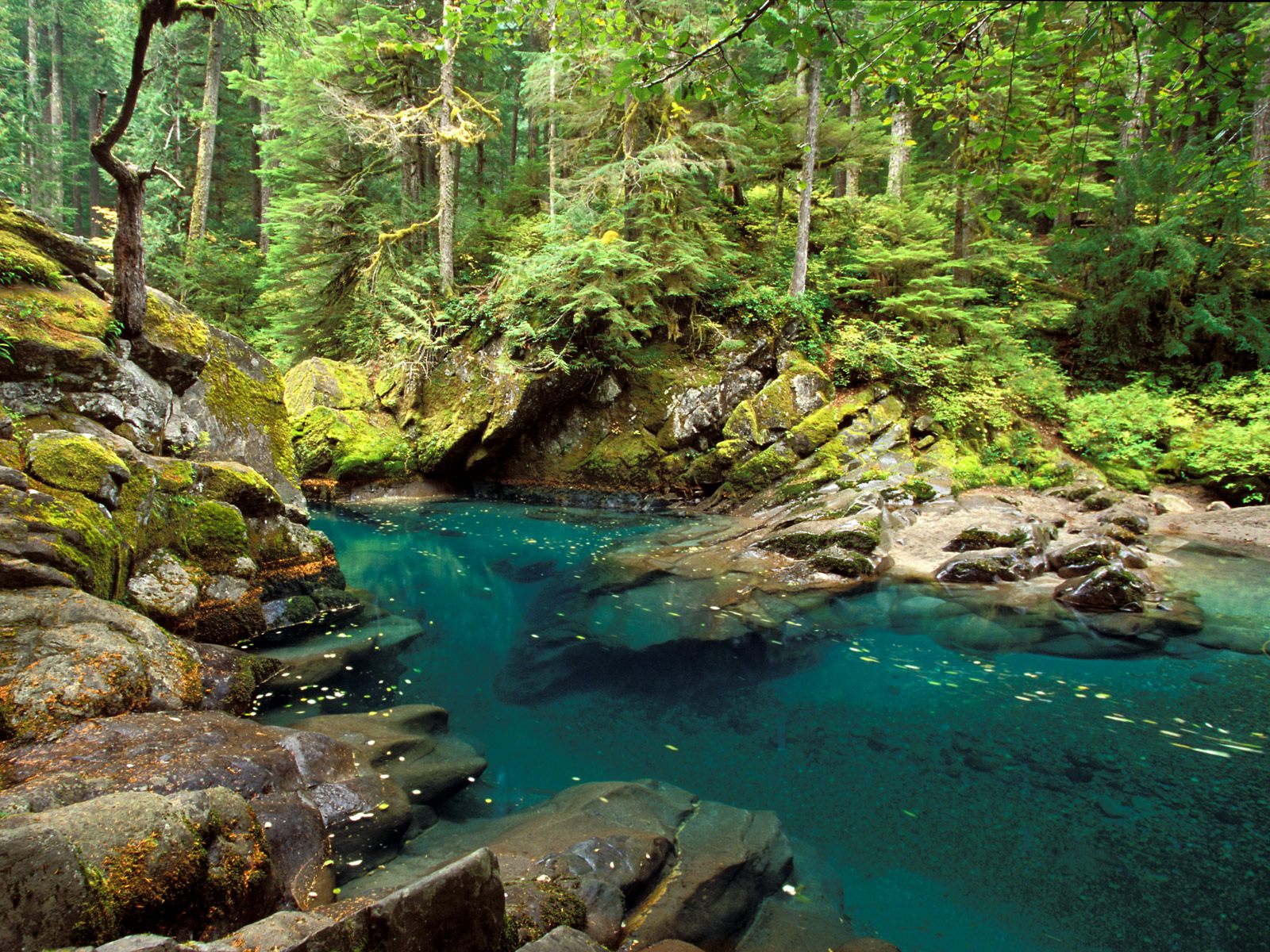 forest rivers images desktop widescreen free download