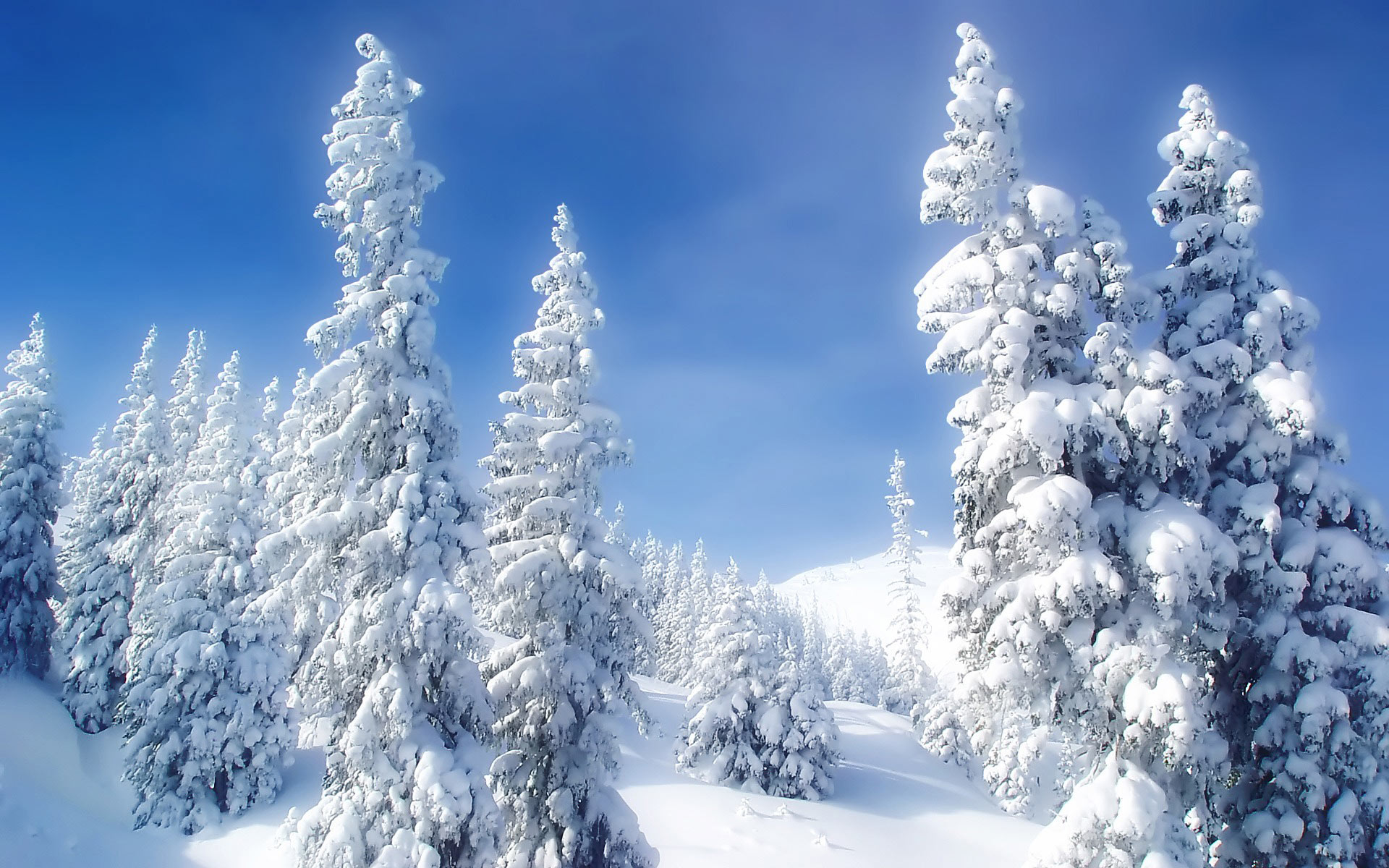 mountain snow forest desktop wallpaper images free download