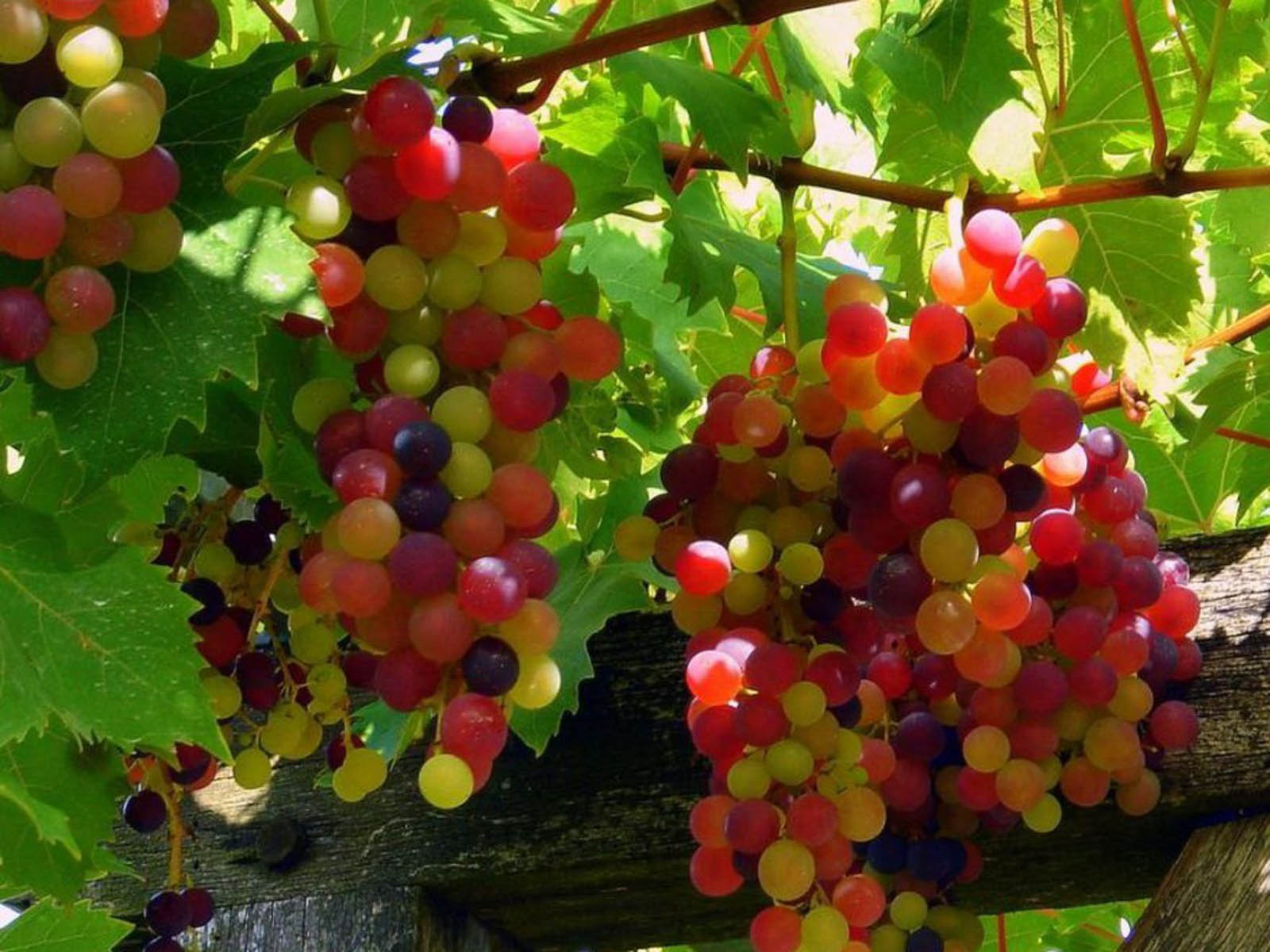 download grapes backgrounds latest wallpapers 