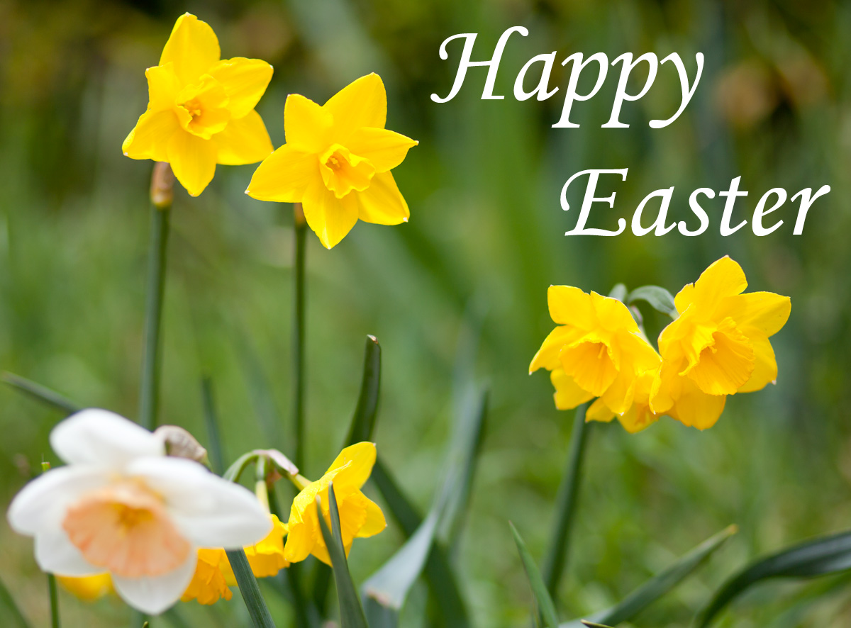 Free Beautiful Happy Easter Day Greeting Images