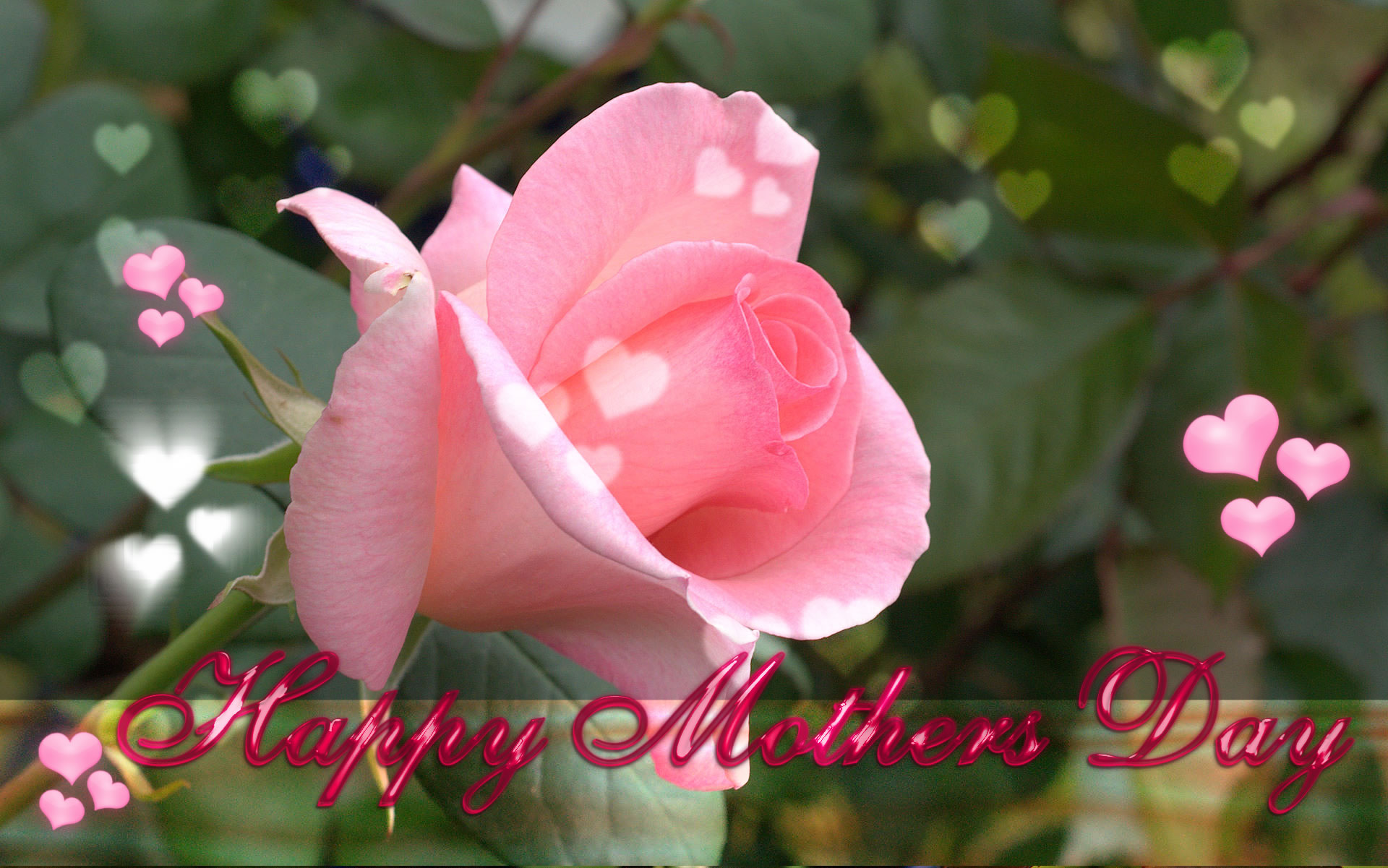 Happy Mothers Day With Pink Rose Cute Greetings Download