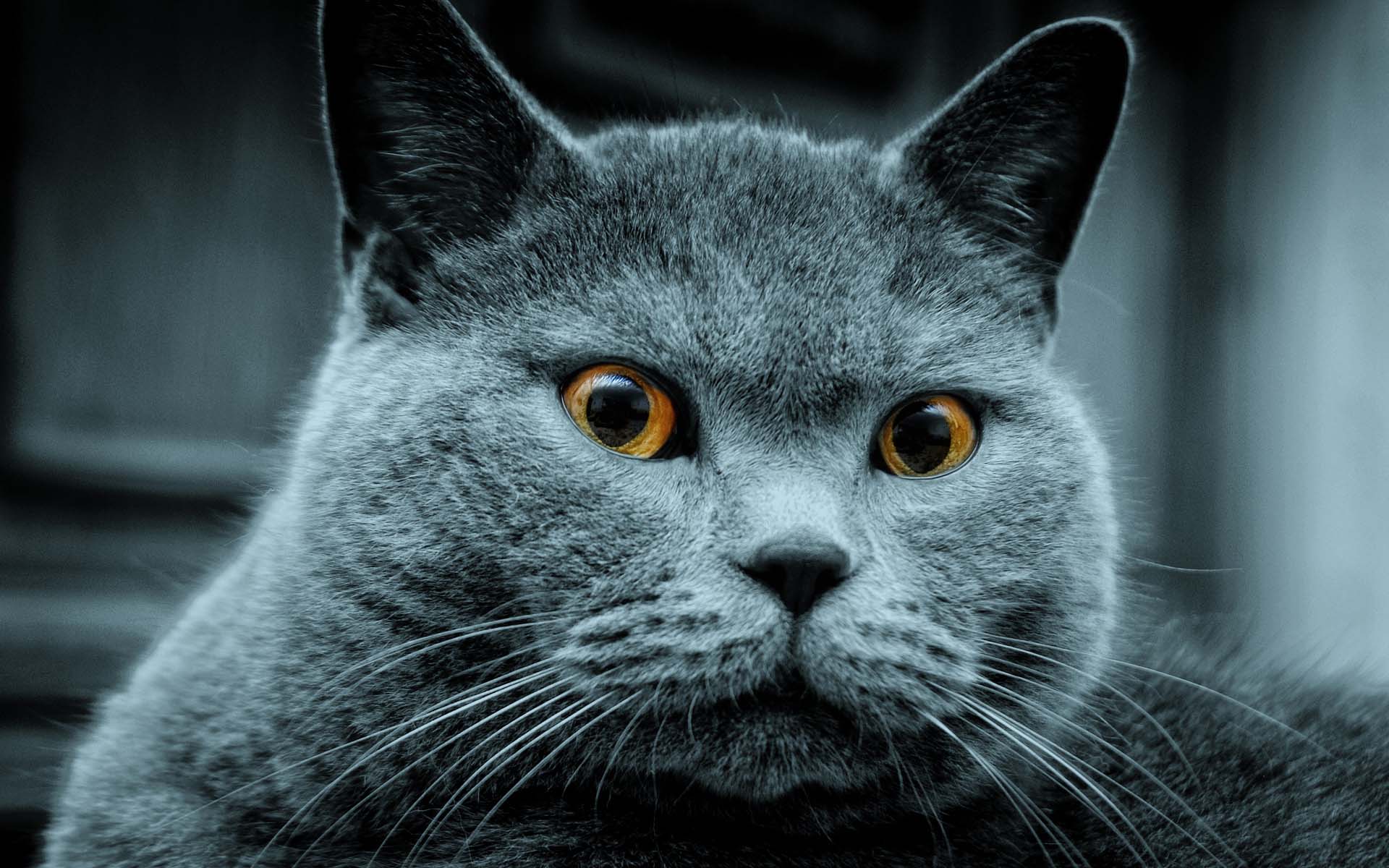 dangerous russian blue cats images picture photos download
