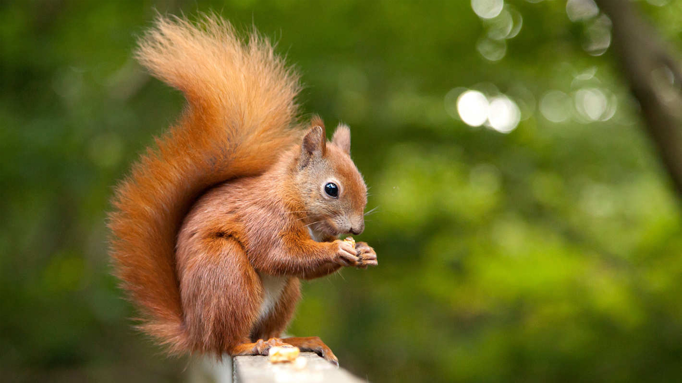 pet squirrel wallpaper download images picture photos