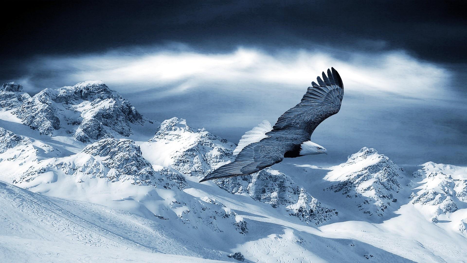 eagle flying above snow mountain wallpaper picture images