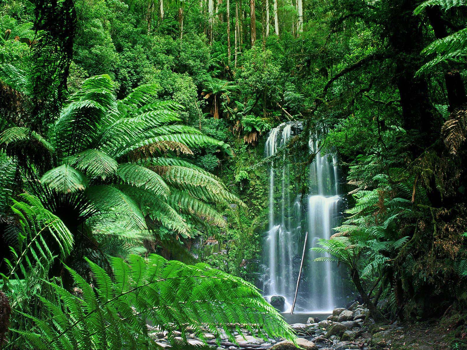 full green of beauchamp falls australia normal nice pictures