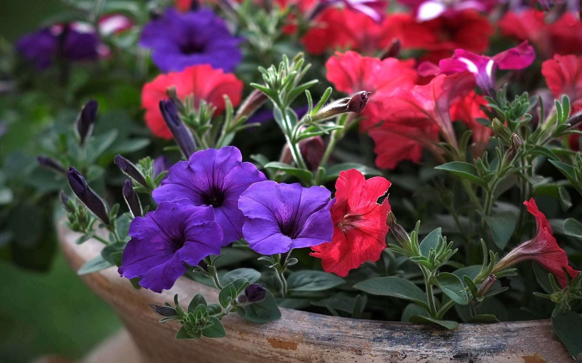 Best Download Colorful Petunia Scenery For Mobile