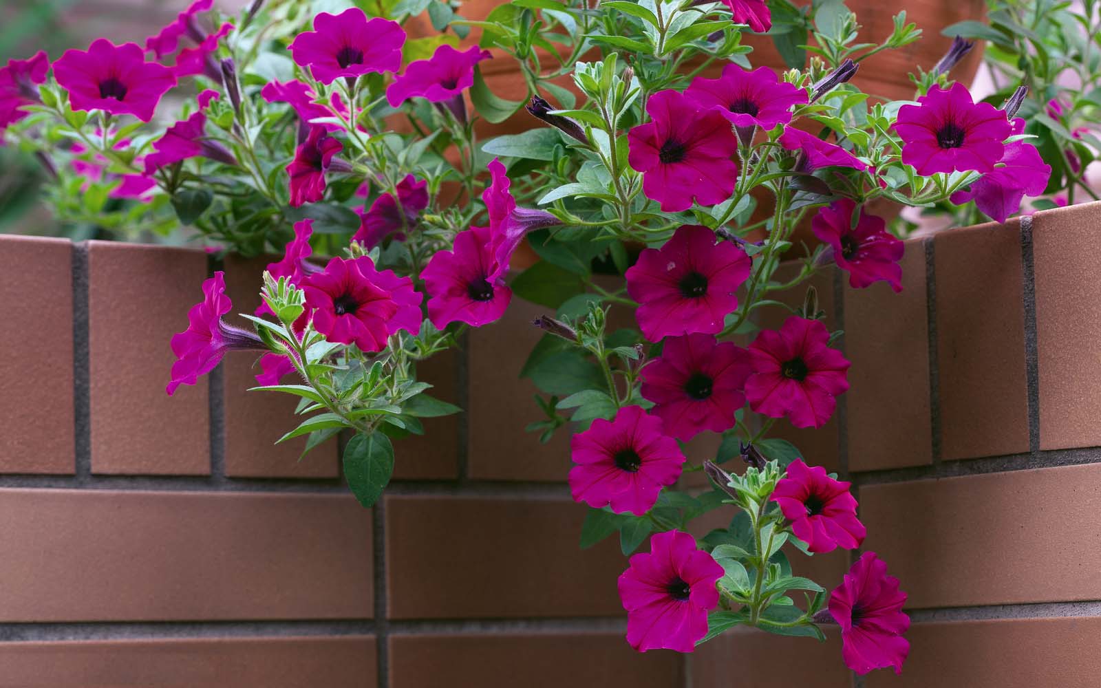 Download Classy Flower Petunia Images For Mobile
