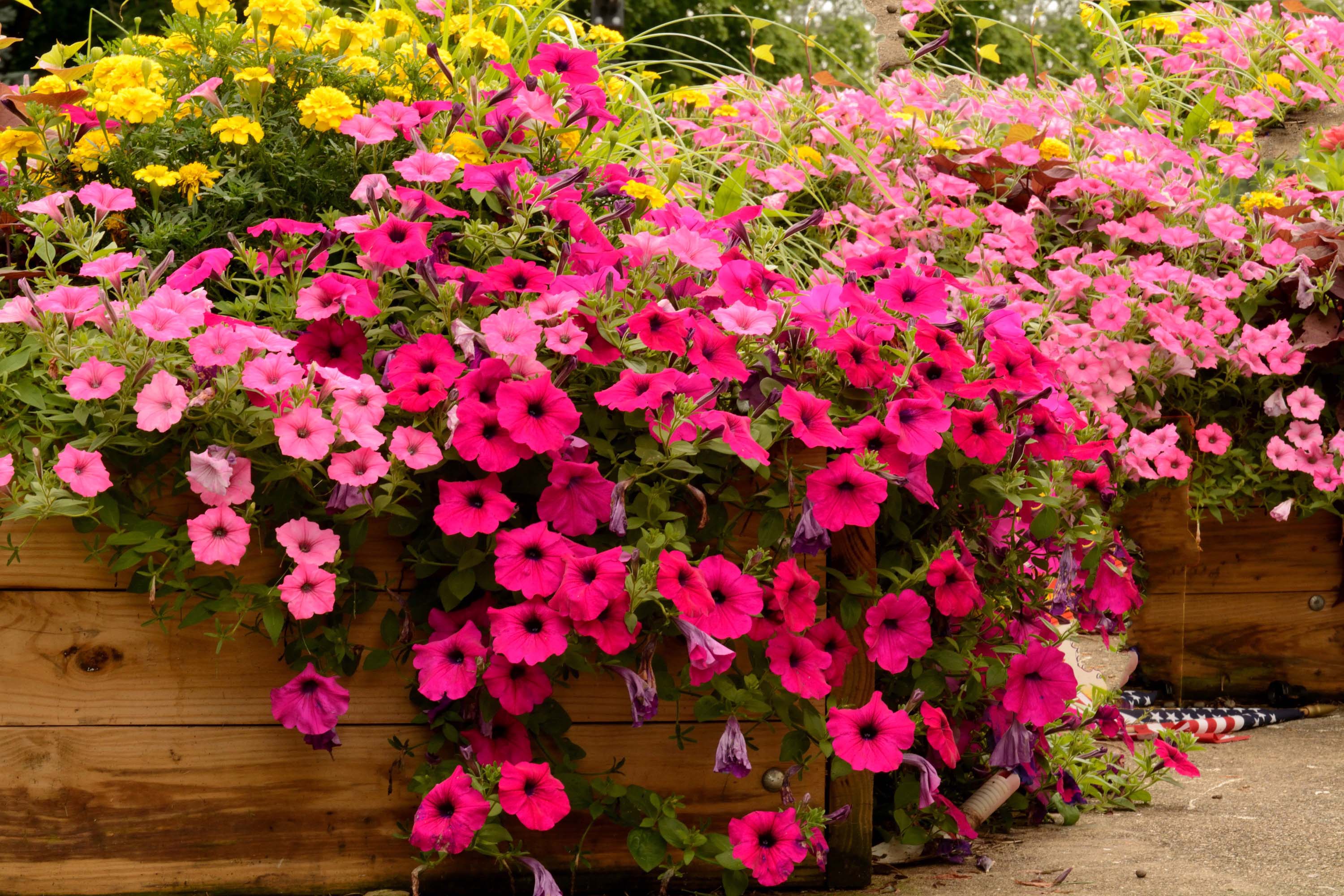 Download Nice Flower Petunia Pictures For Pc