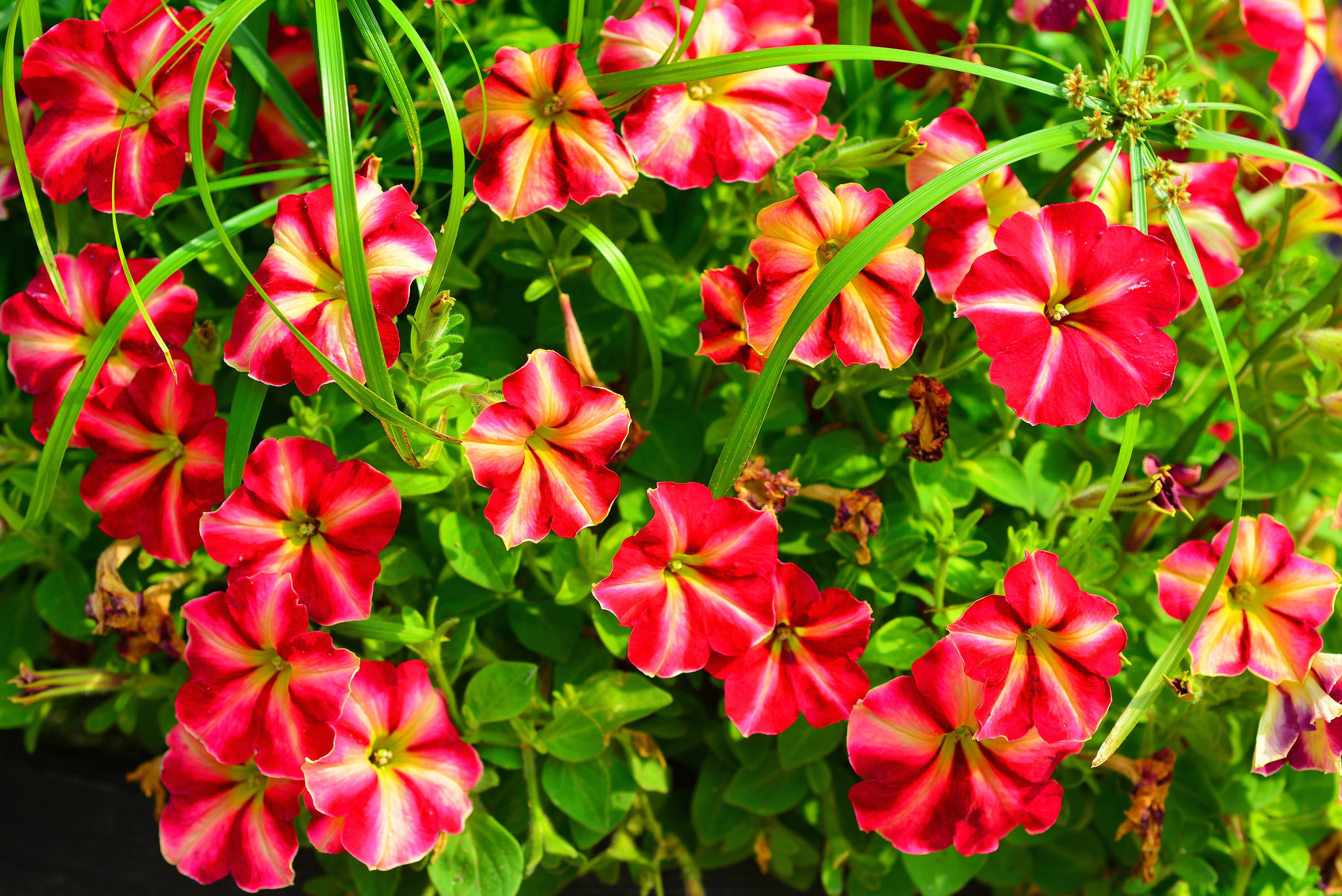 Fantastic Petunia Flowers Image Free Download