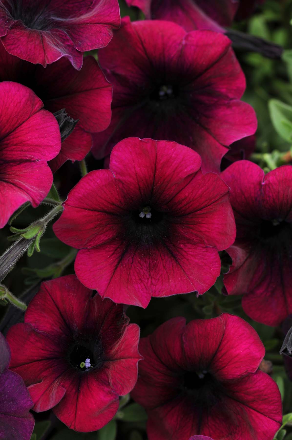 Free Awesome Petunia Flowers Wallpapers For Mobile