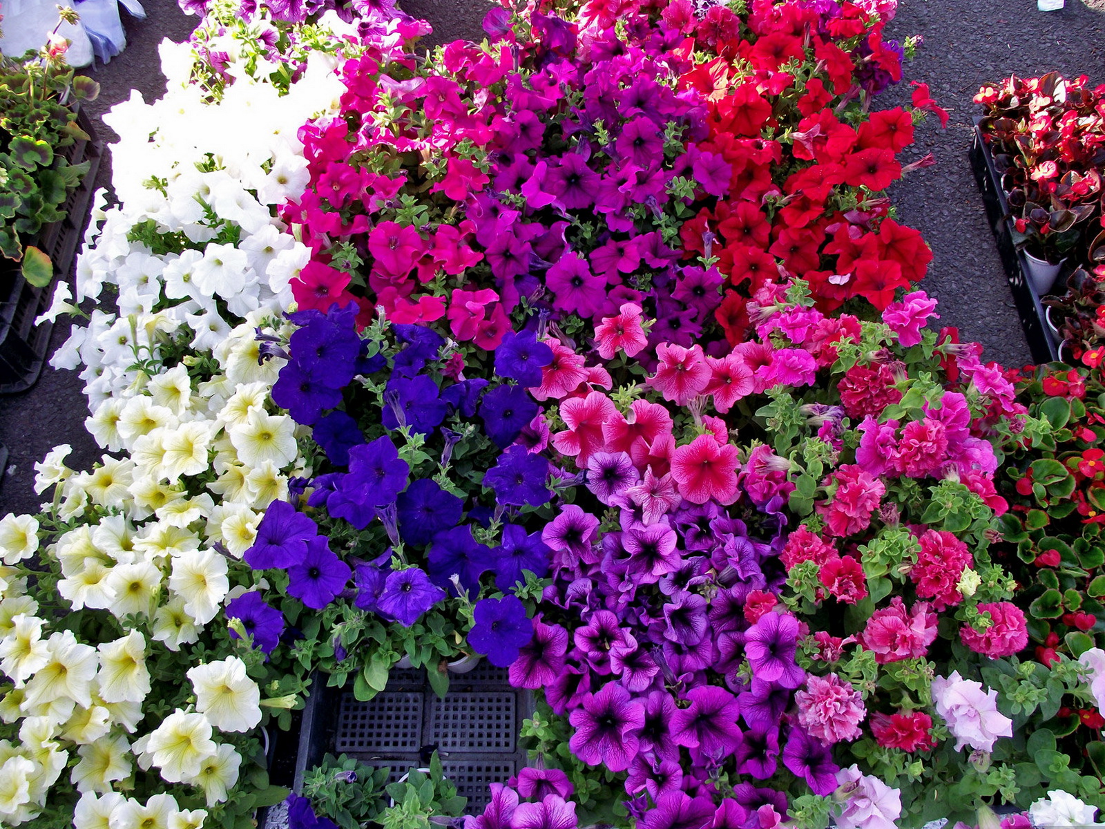 Free Desktop Hd Majestic Blooming Petunia Pictures