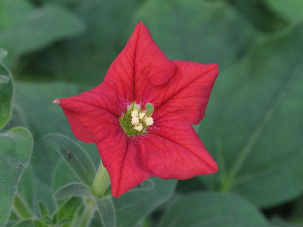 Free Gorgeous Widescreen Petunia Pictures