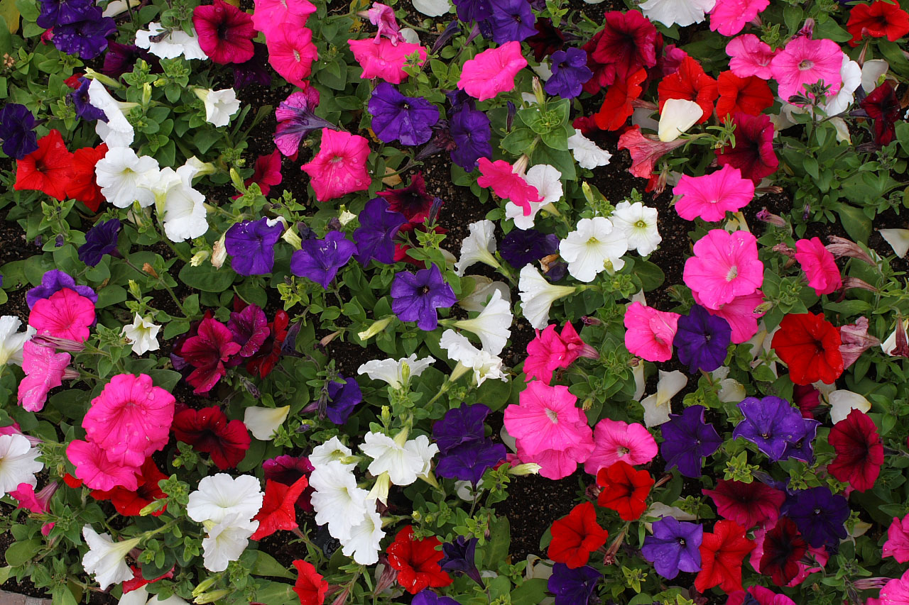 Free High Definition Gorgeous Petunia Pictures Download