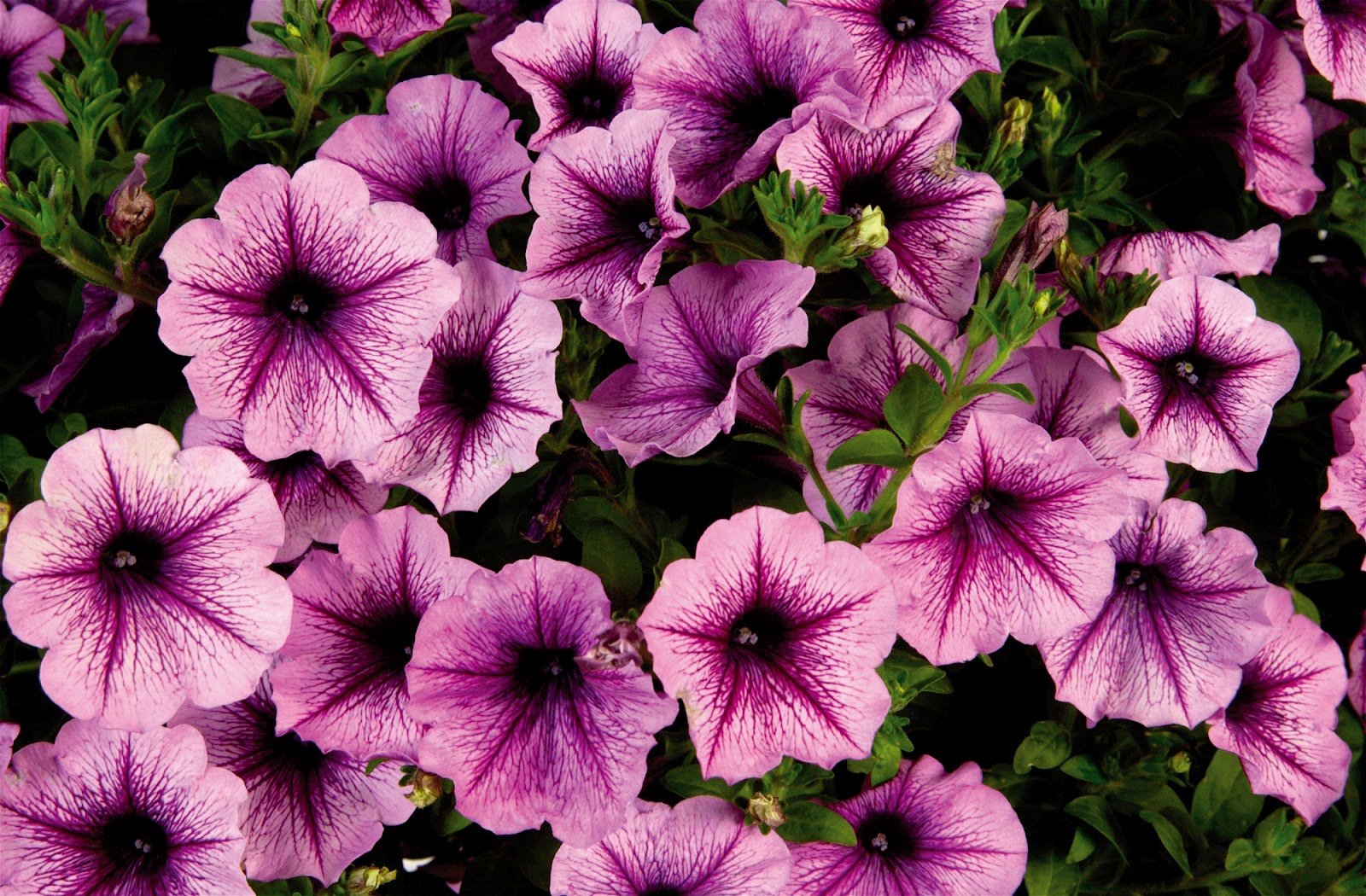 Free High Definition Mind Blowing Colorful Petunia Wallpaper Download