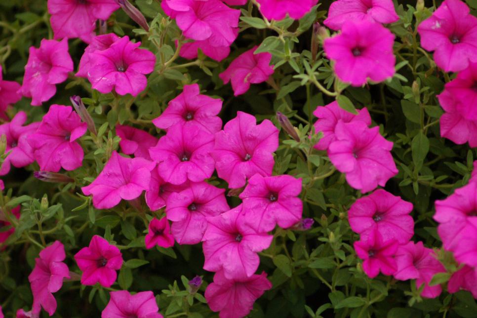 Free High Definition Mind Blowing Colorful Petunia Wallpapers Download