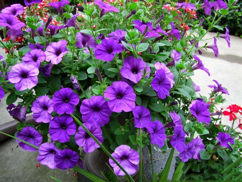 High Quality Free Charming Hd Colorful Petunia Wallpapers