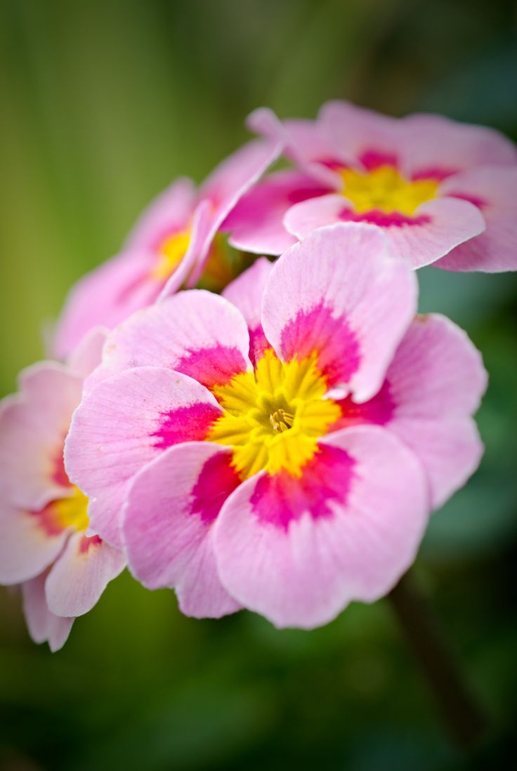 Download Best Primrose Photos For Iphone
