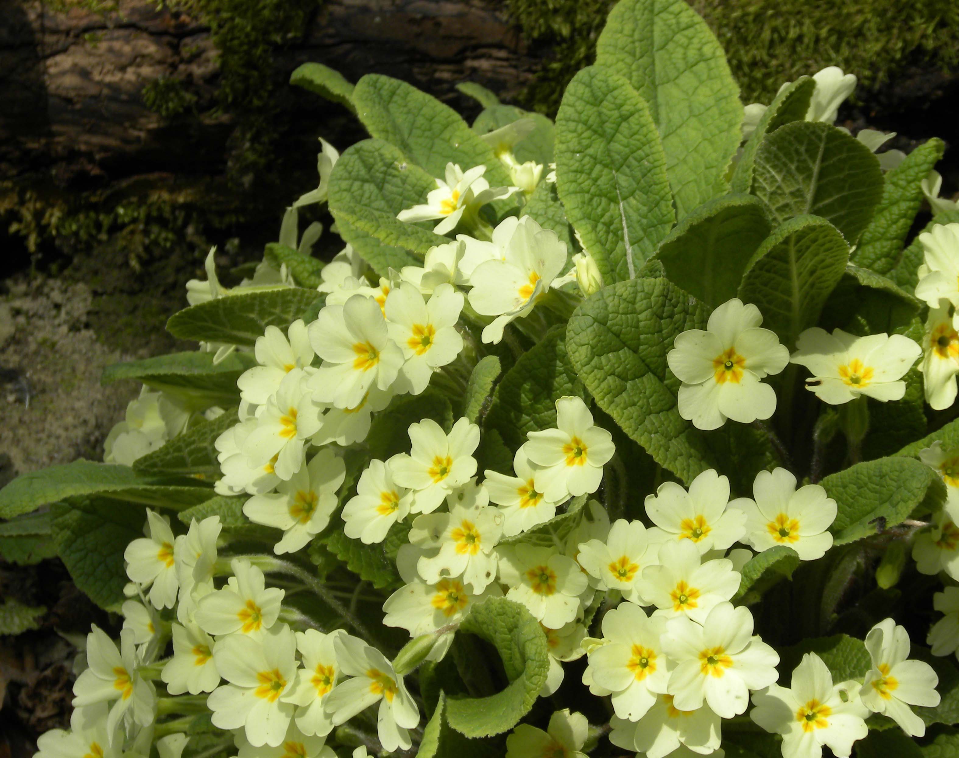 Free Desktop Beautiful Spring Primrose Images Download