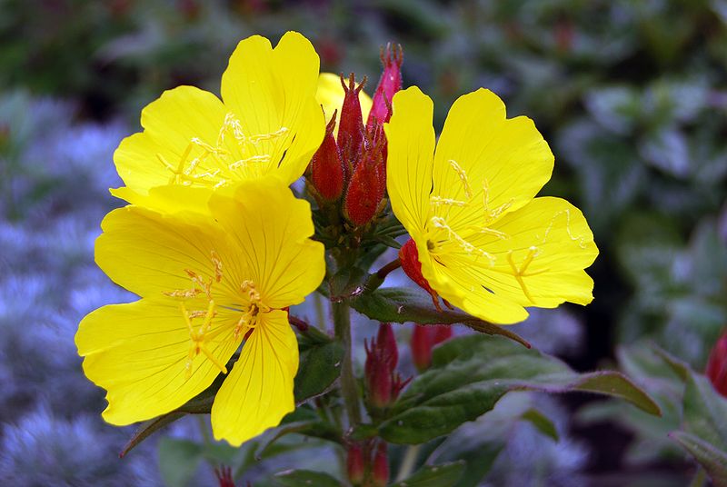 High Definition Cool Blooming Primrose Wallpapers