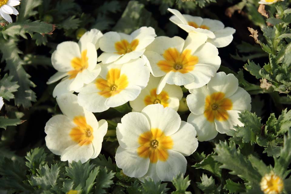 High Quality Free Exclusive Hd Primrose Flower Pictures