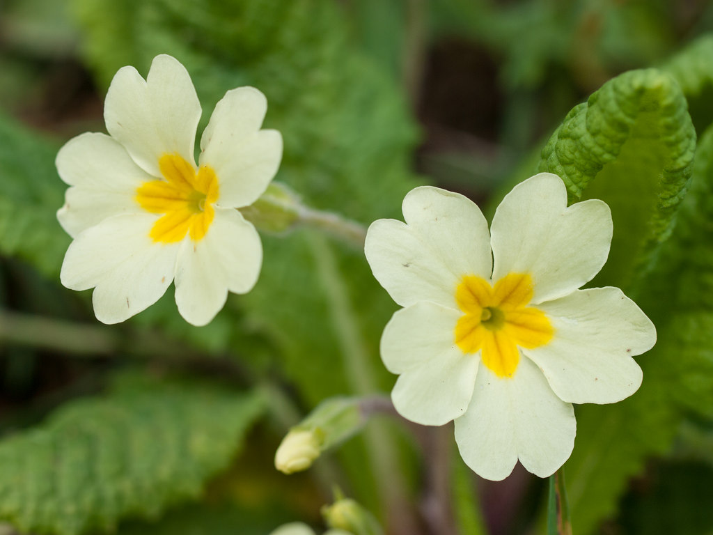 Latest Blooming Primrose Image Download For Mobile