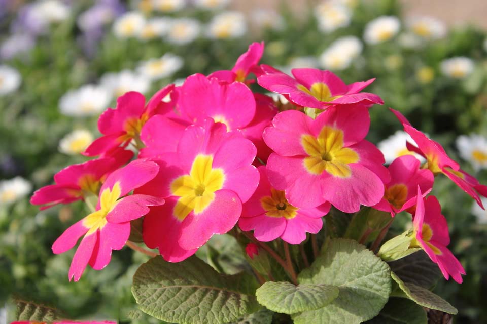 Pretty Primrose Flower Images Free Download