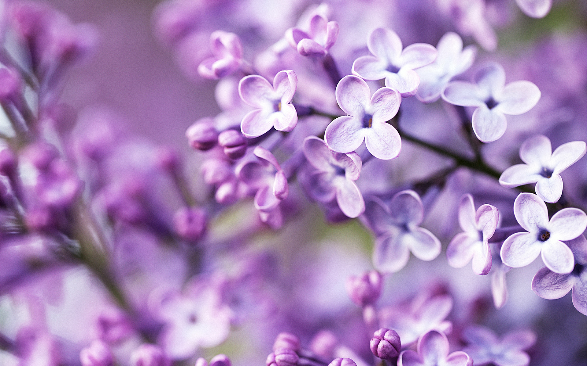 Purple Spring Flowers Wallpaper Hd Picture Free Download