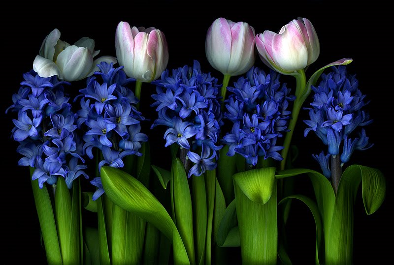 Blue Buds Tulips Flower Wallpaper Free Download Pictures