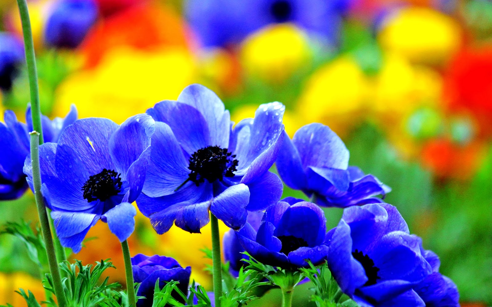 Blue With Mixed Tulips Awesome Hd Wallpaper Download Free