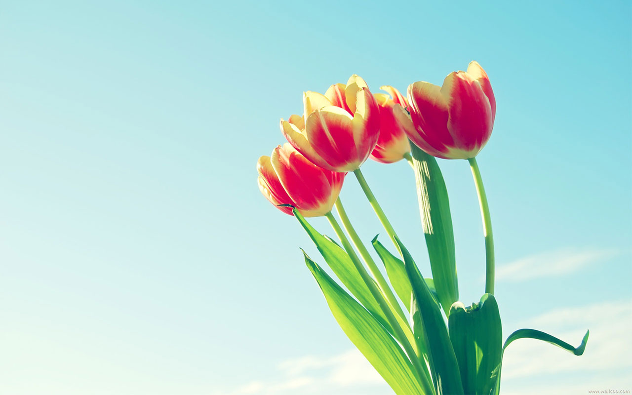 Carrying Of Cut Tulip Flowers Images Free