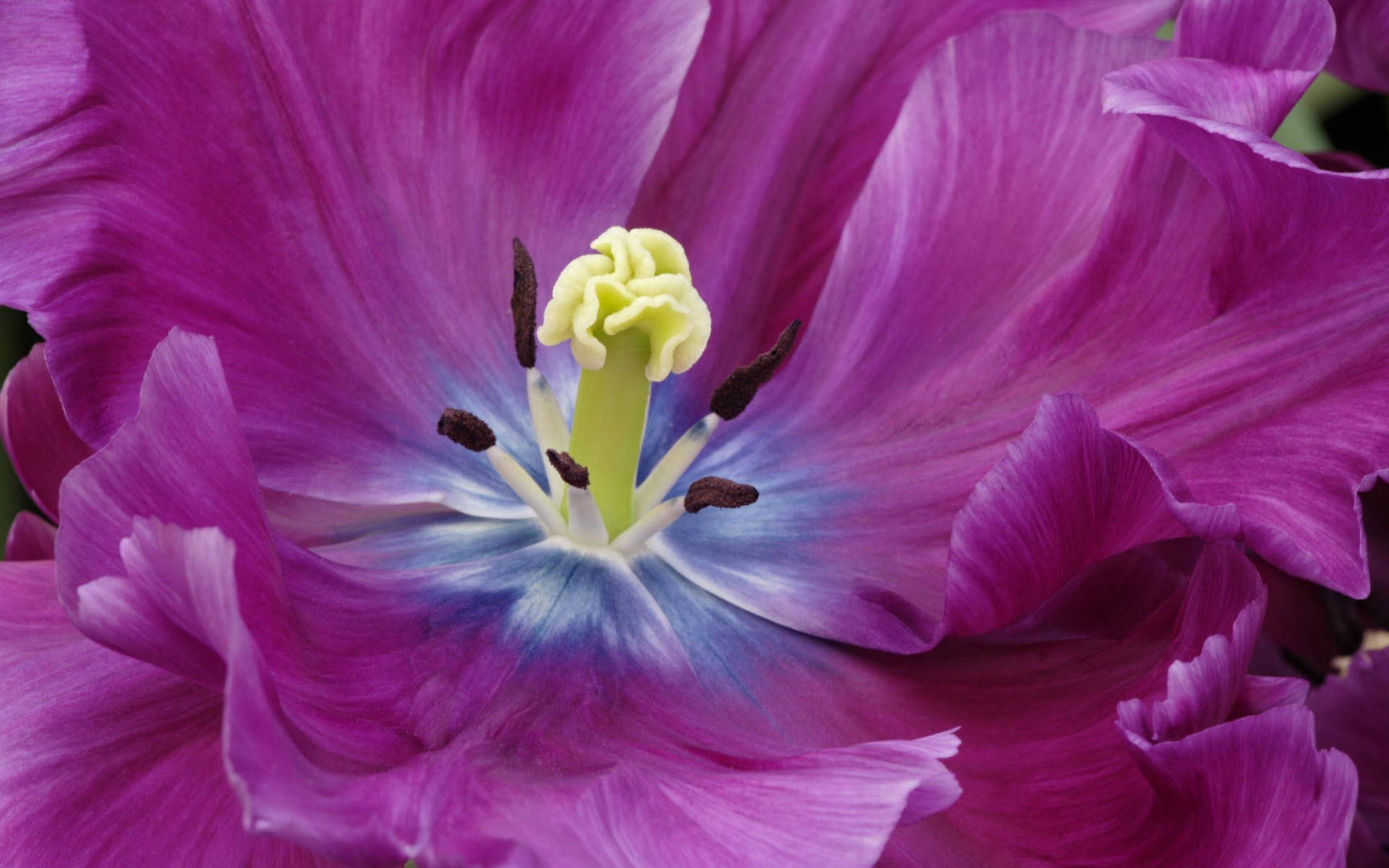 Close Up Of A Purple Tulip Widescreen Desktop Images
