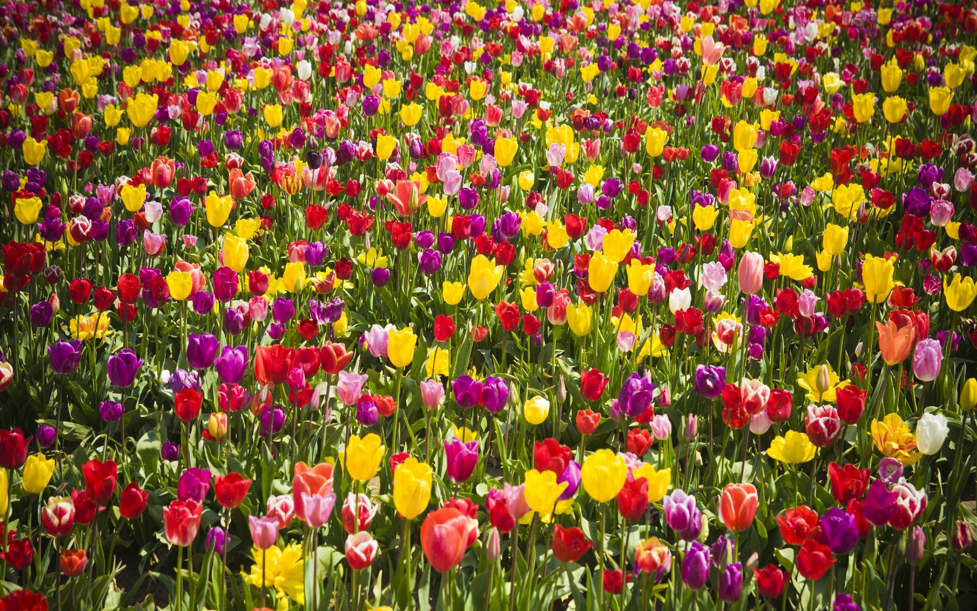 Colorful Beautiful Tulips Free Stock Images Free Download