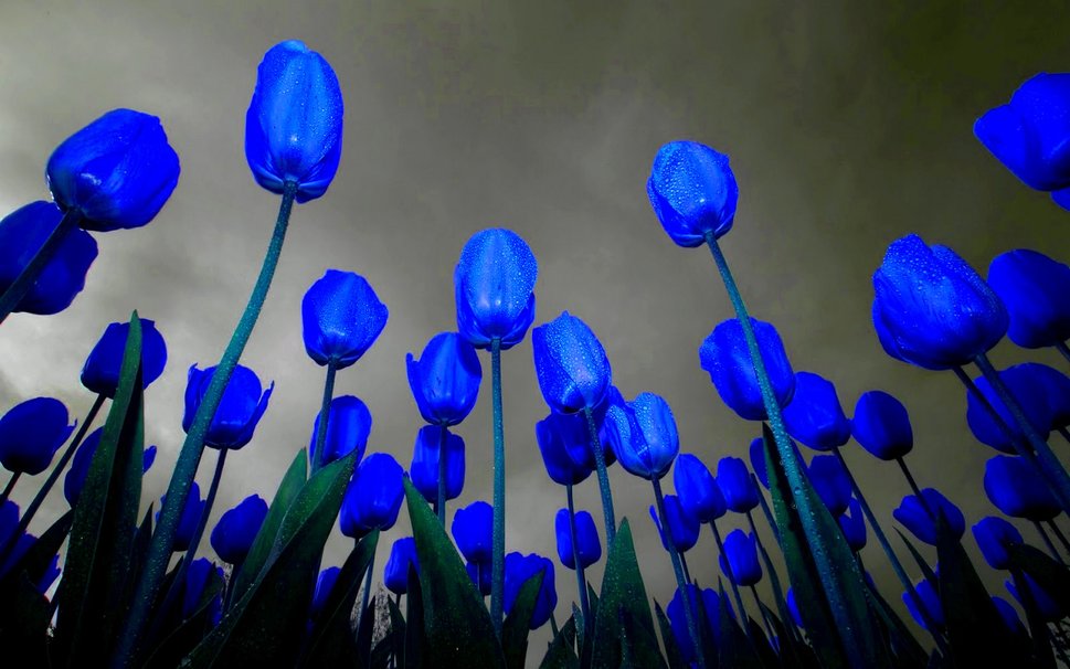 Dark Blue Tulips Flower Free Images
