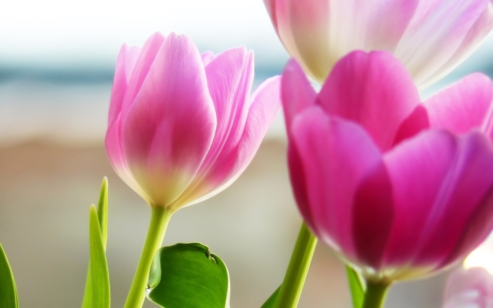 Home Rose Pink Tulip Free Wallpapers