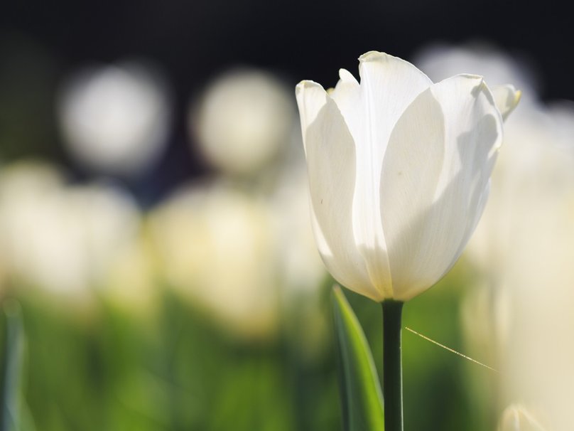 Love Like White Tulip Flowers Mobile Background Images