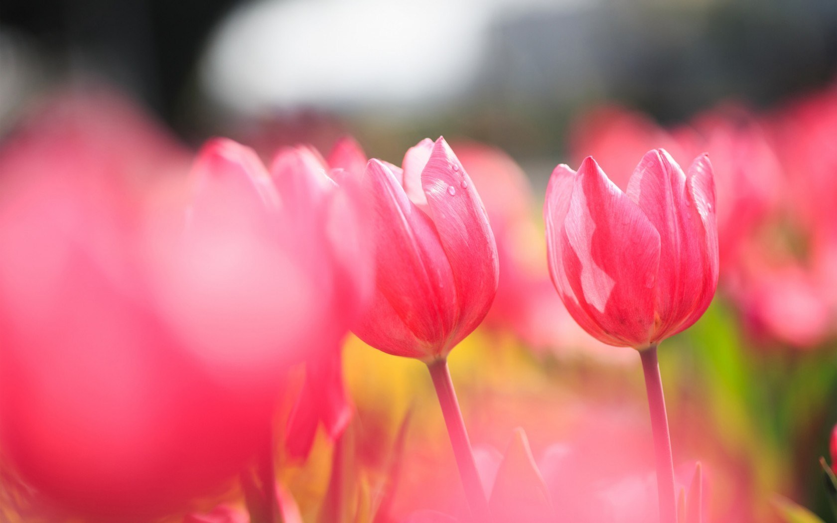 Love Of Flowers Pink Tulips Field Widescreen Images Free