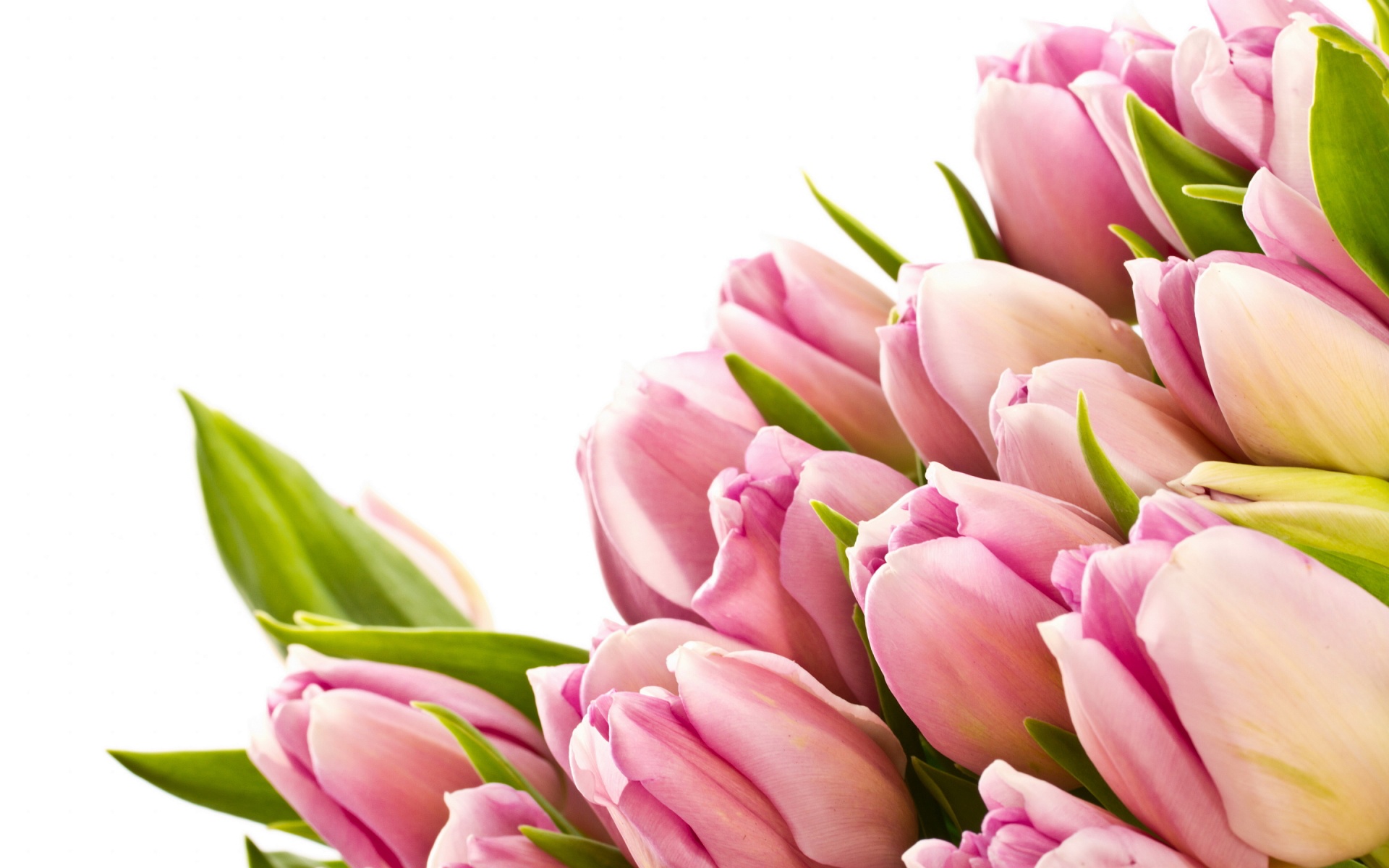 Lovely And Beautiful Buds Pink Tulips Highdifinition Images Desktop Background Pictures