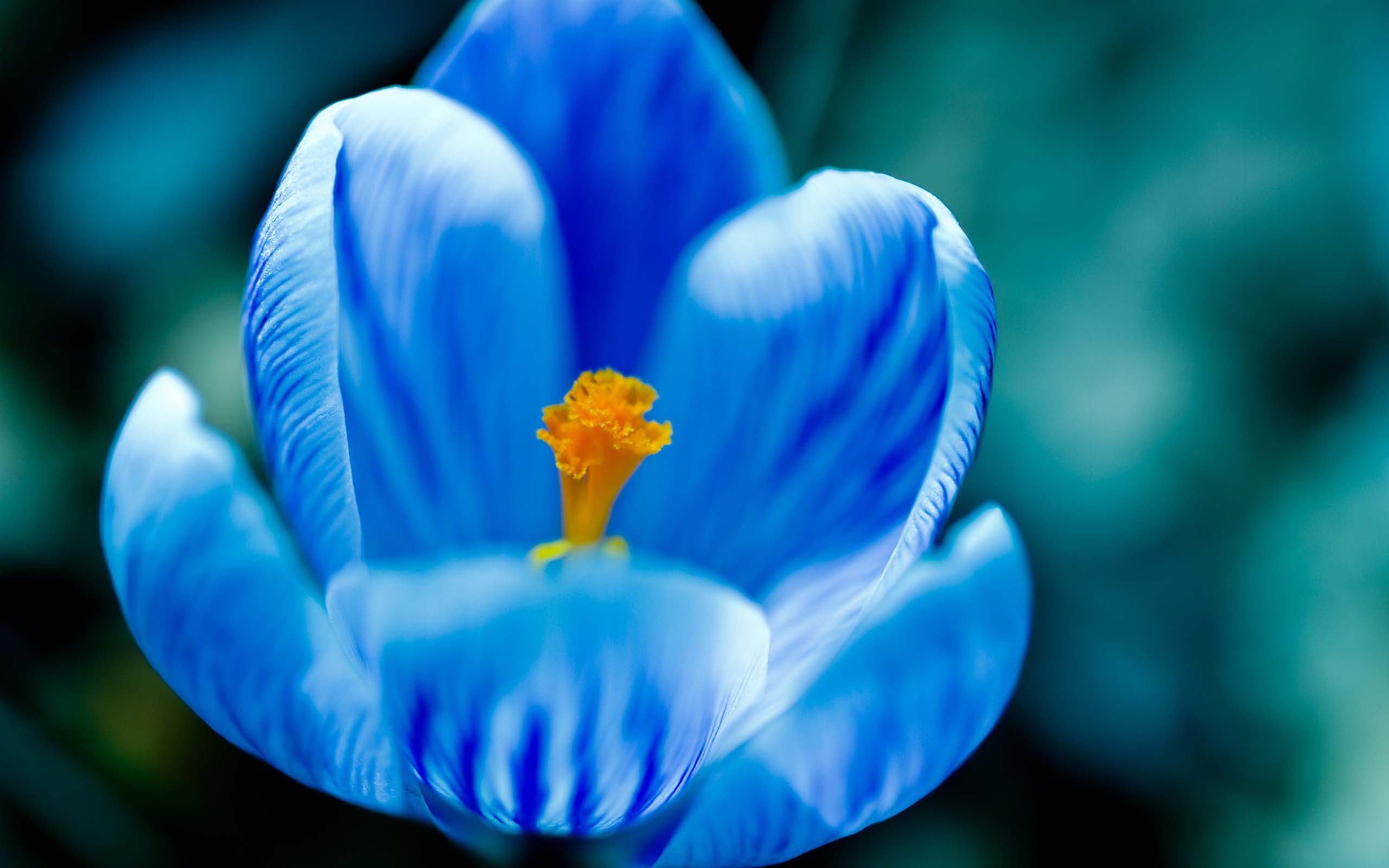 Mothers Day Beautiful Flower Blue Tulip Nice Images Free