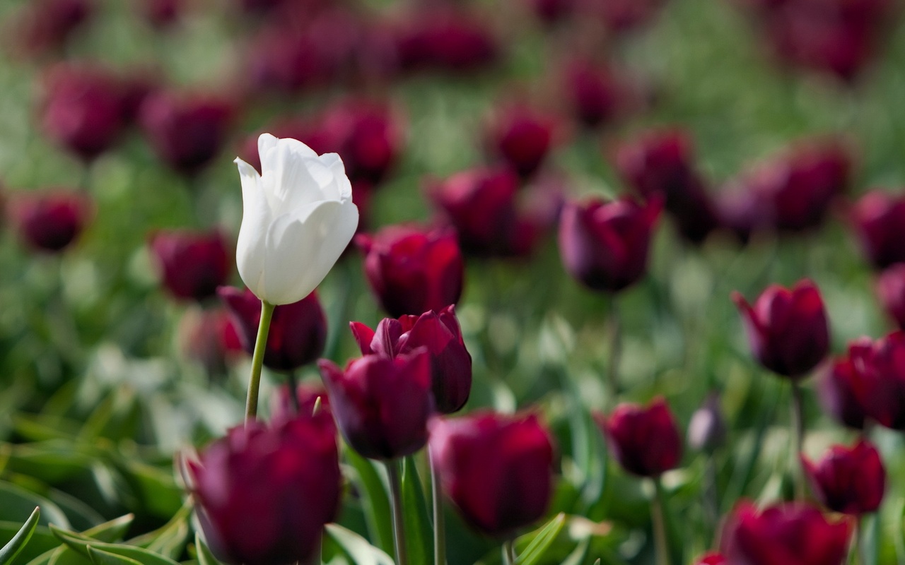 One White Tulip Pictures Free Download Images