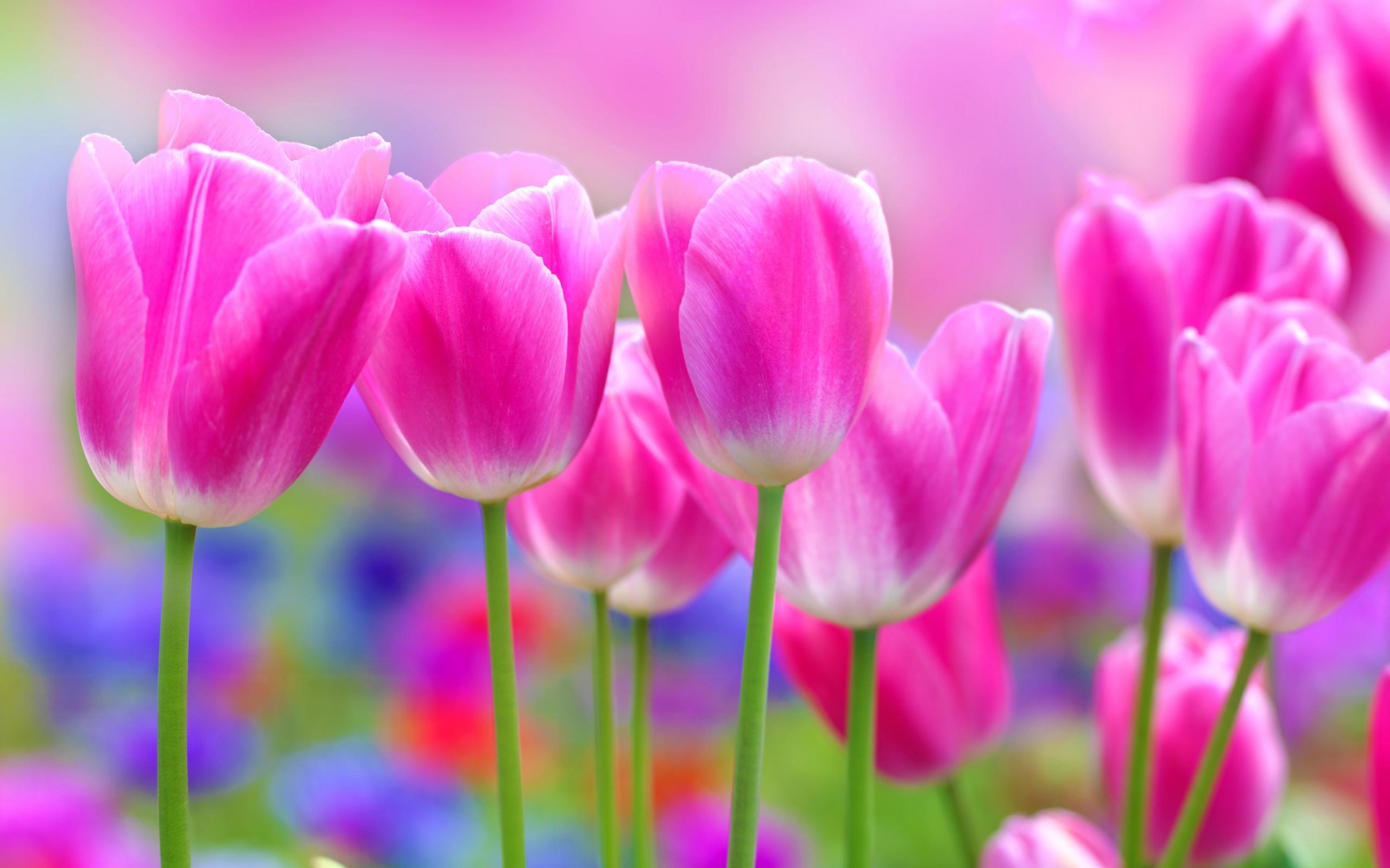 Pink Tulip Impression Flowers Free Wallpaper Download