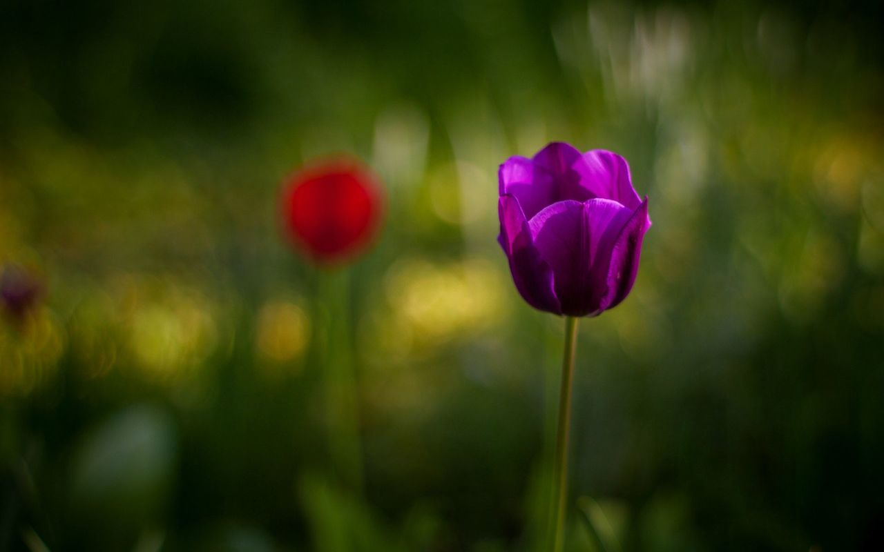 Purple Tulip Dream Buds Mobile Background Hd Download Images