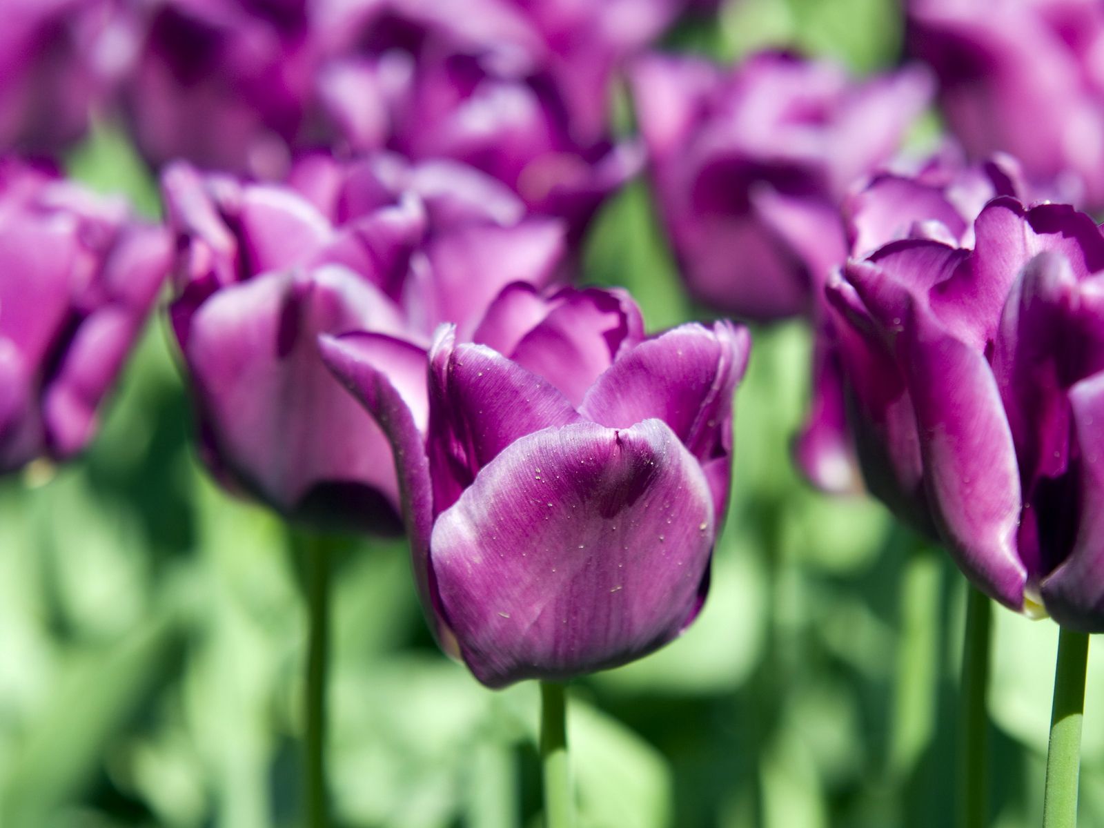 Purple Tulips Bloosms Desktop Free Download Image 