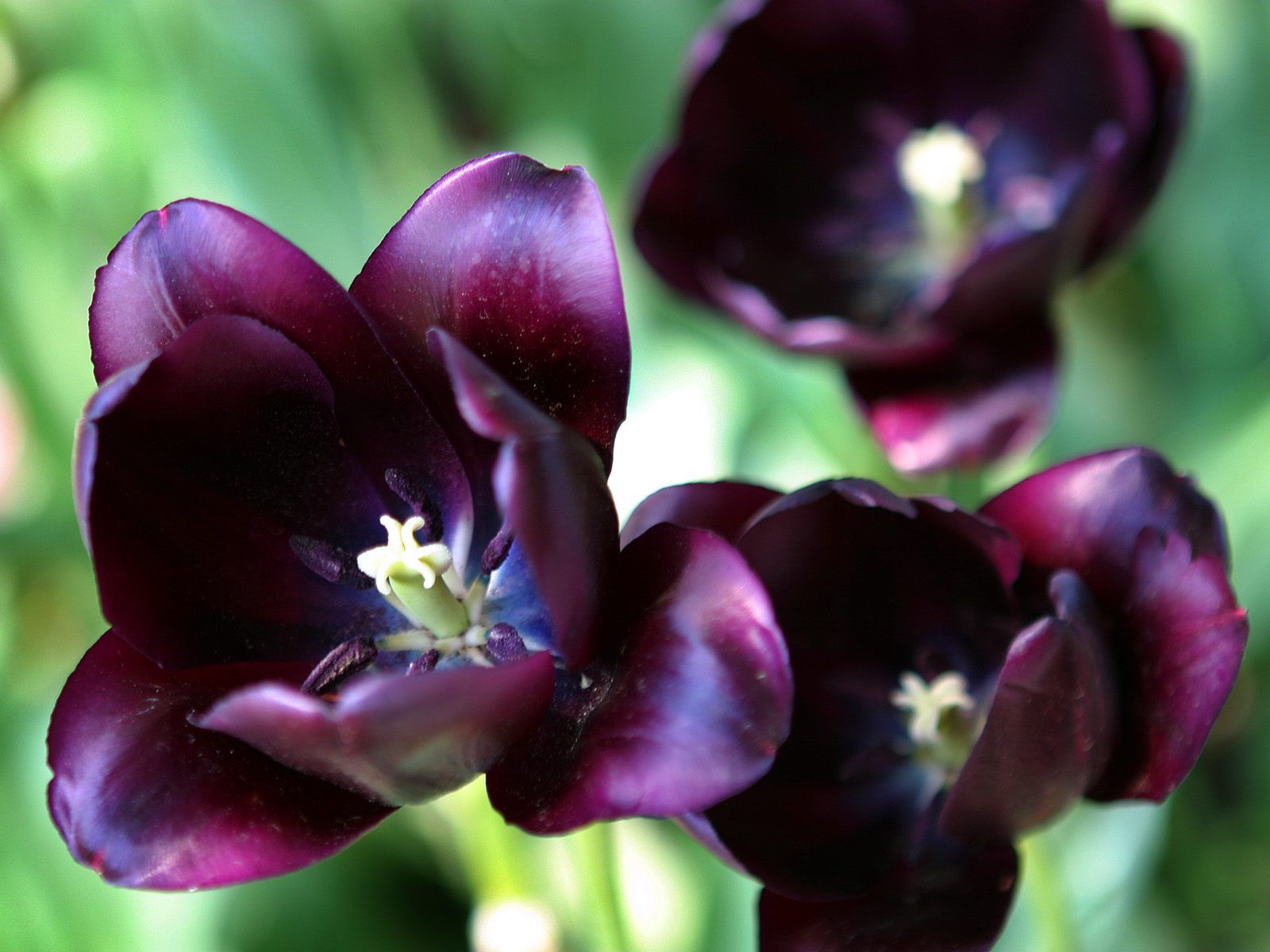 Purple Tulips Bloosms Images Free Download Pictures