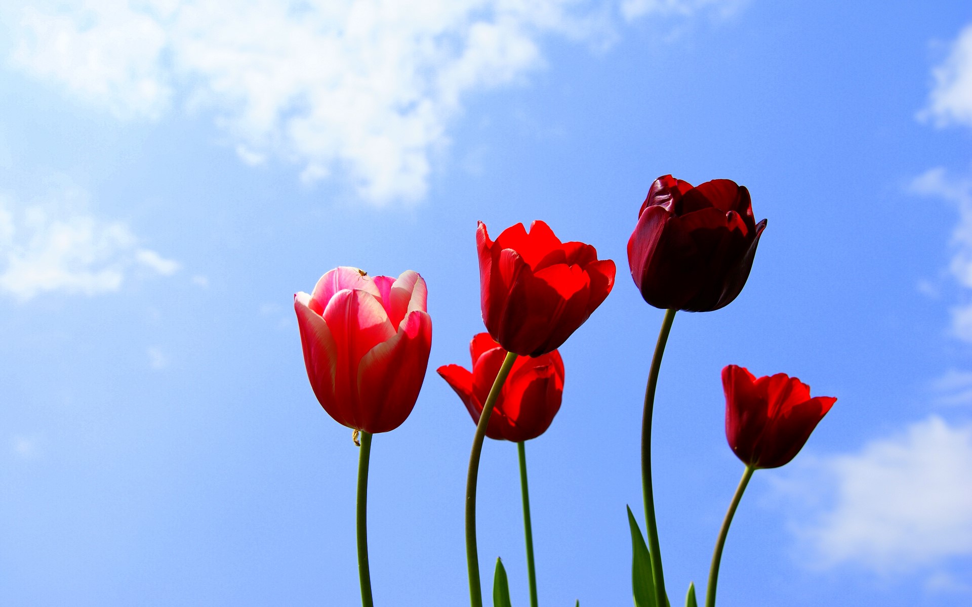 Sky And Red Tulip Fantastic Pictures Free