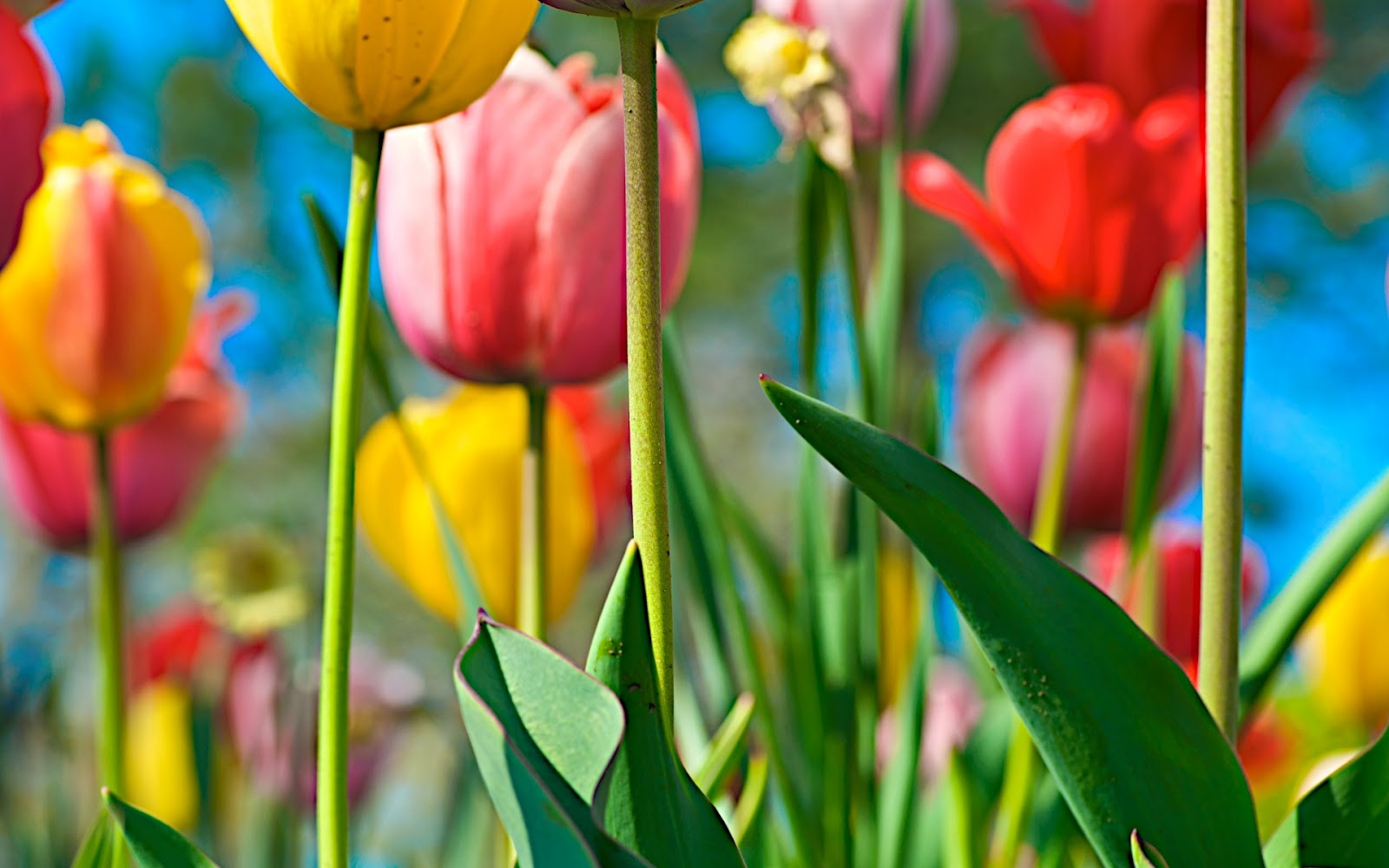 Spring Tulip Flower Beds In The Chicago Botanical Gardenstulip Tulip Flowers Wallpapers
