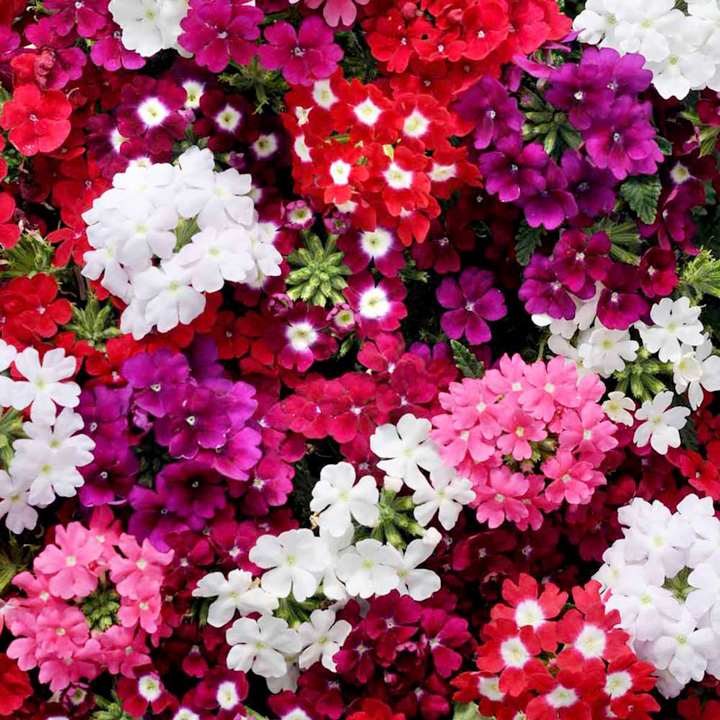Beautiful Flower Verbenas Desktop Picture Download